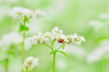 ナナホシテントウムシと白い蕎麦の花