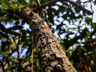 A small dry cracked branch close-up detail shot in the morning when sunlight fall on this wood.