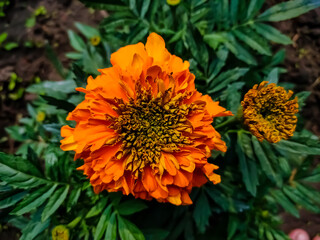 Tagetes is a genus of annual or perennial, mostly herbaceous plants in the sunflower family (Asteraceae). It was described as a genus by Carl Linnaeus in 1753.