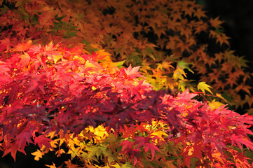 紅葉
