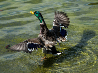 Duck Splashing 