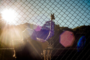 Crian&ccedil;a olhando uma girafa no zool&oacute;gico