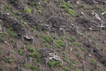 Obraz premium 間伐材を放置して土に還す