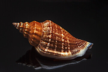 shell on a black background, home decoration