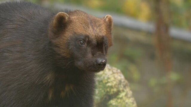 Close up portrait shot of dark brownish Wolverine in profile, resting in a forest and looking around for prey