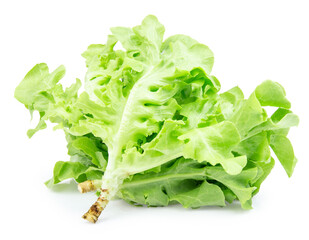 green fresh lettuce isolated on white background