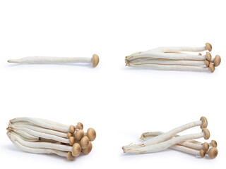 collection mix set mushroom isolated on white background