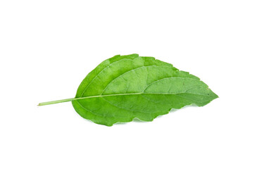 holy basil isolated on white background vegetable