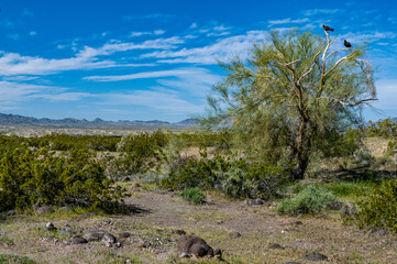 desert landscape with vultures in a tree