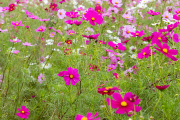 美しいコスモス畑