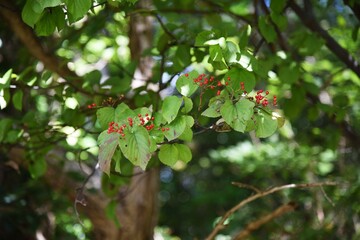 Linden viburnum (Viburnum dilatatum)  berries / Viburnaceae deciduous shrub.