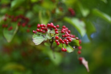 Linden viburnum (Viburnum dilatatum)  berries / Viburnaceae deciduous shrub.