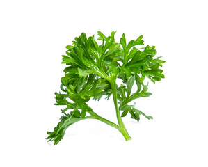 Parsley isolated on white background