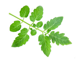 Fototapeta na wymiar green tomato leaf isolated on white background