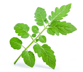 green tomato leaf isolated on white background