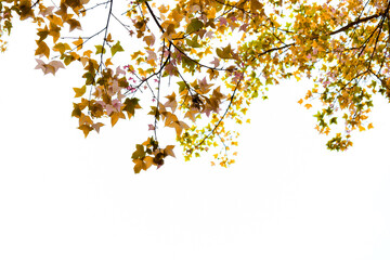 Branchesof maple leaves isolated on white background