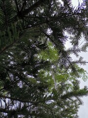Naklejka premium rain in the forest