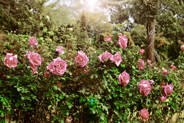 Beautiful pink rose bloom in the garden
