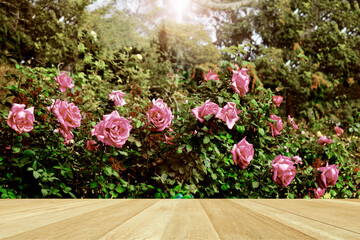 Beautiful pink rose bloom in the garden