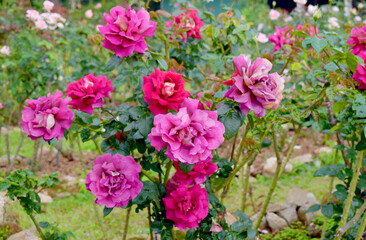 Beautiful pink rose bloom in garden