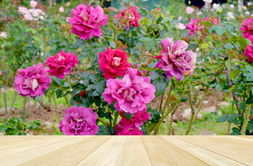 Beautiful pink rose bloom in garden