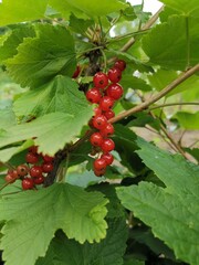 red currants on a branch