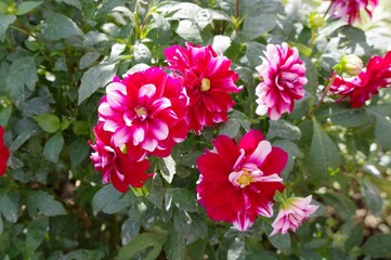 赤いダリアの花