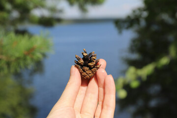 a woman's hand holds a pine cone found in a sunny forest