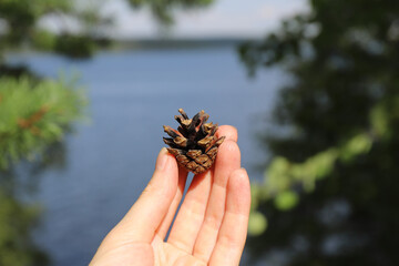a woman's hand holds a pine cone found in a sunny forest