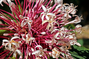 Bronze-leaved clerodendrum flowers (Clerodendrum quadriloculare), Rio de Janeiro, Brazil 
