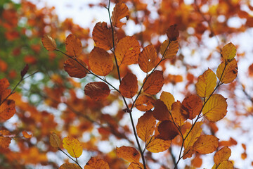 Fototapeta premium Autumn leaves in the sun on a tree in the sun background
