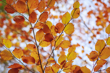 Autumn leaves in the sun on a tree in the sun background