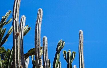 Cactus and blue sky, Rio de Janeiro, Brazil