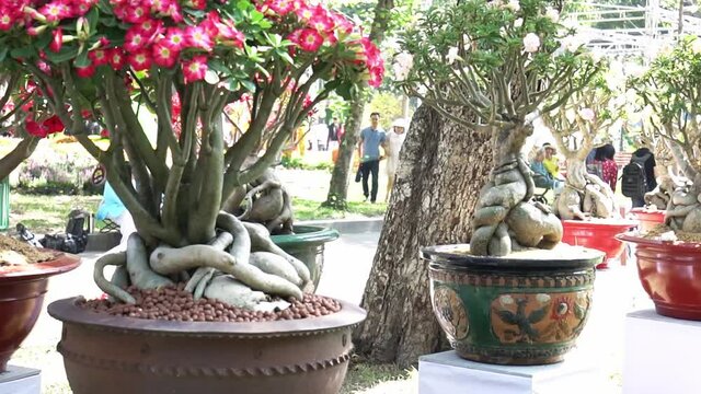 Tropical frangipani bonsai tree flowers blooming in the garden flavor shine when spring comes
