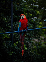 red macaw