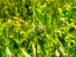 Closed Prairie Seed Head in Early Summer with Green Foliage Blurred in Background Closeup Macro