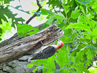 Red-Bellied Woodpecker Bird Hangs Almost Upside Down with Beak on Tree in Search of Insects 
