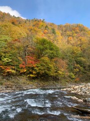 北海道十勝　札内川の紅葉