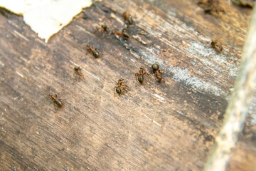 forest ants move on a log, selective focus