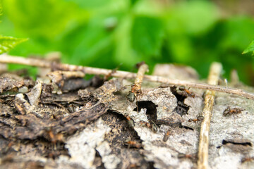 Fototapeta na wymiar ant pushes a twig to build an anthill, selective focus