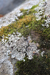 ancient textured stone in the forest