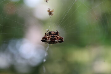 Spiky Orb Weaver Spider