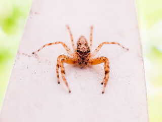 A tiny and cute jumping spider found on stair rail outdoor