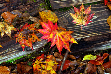 秋の尾瀬　黄葉、黄葉に輝く湿原。目を上げれば、燧ヶ岳が、黄色や紅、緑にその雄姿を着飾っている。尾瀬ヶ原、尾瀬沼、憧れであり、心の休まるところ、時を忘れて、いつまでもこの自然の中に埋もれていたい。