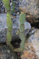 Barrel Cactus