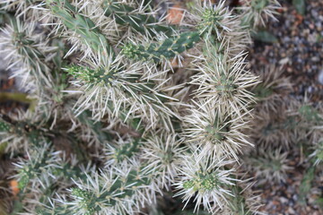 White Spikes Cactus