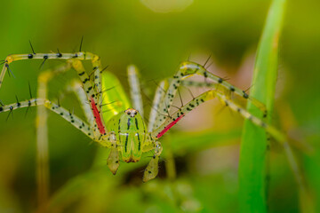 Beautiful Lynx Spider