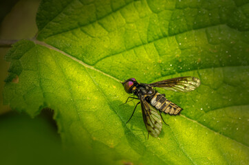 Fly