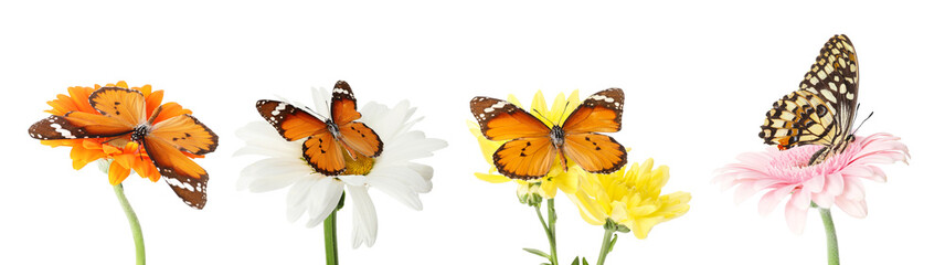 Beautiful butterfly on flower against white background