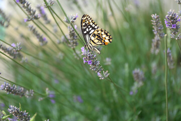 Beautiful butterfly on blooming lavender flowers in garden